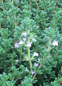 Thymus 'Pinewood'                         